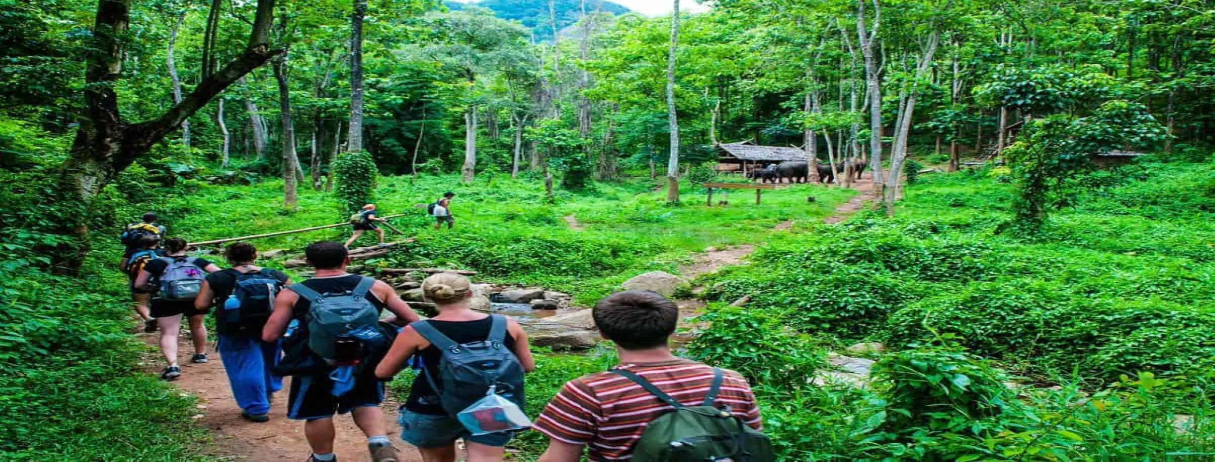Image for Jungle Trekking